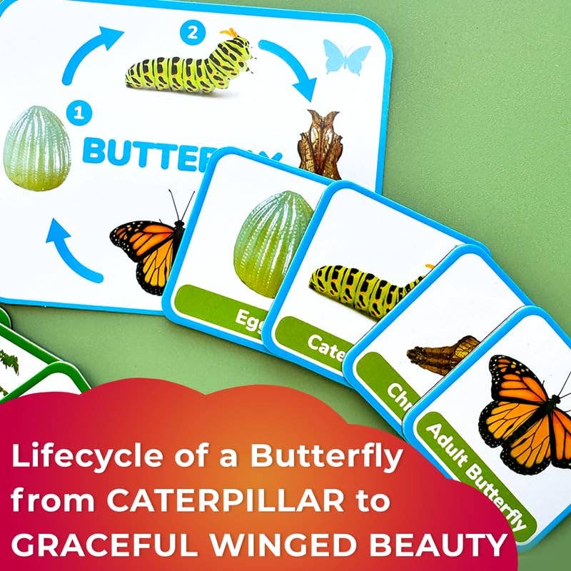 Lifecycle Magnetic Kit - Educational Montessori Toy for Kids