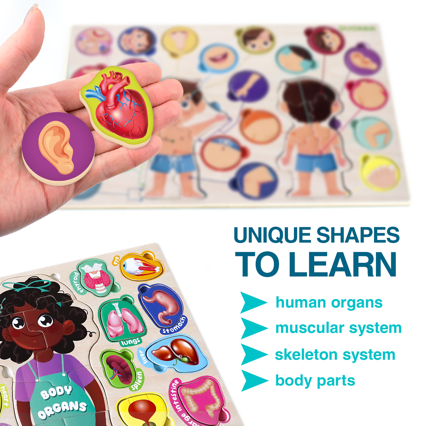 Learn Human Body | Montessori puzzles