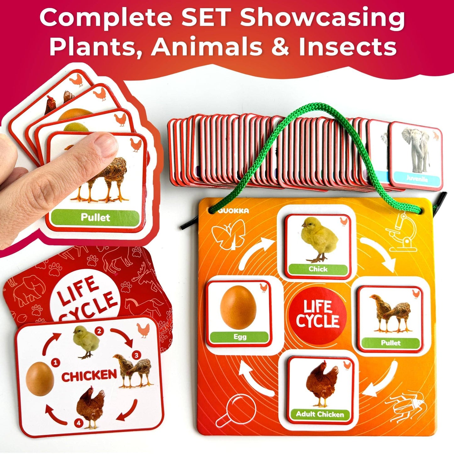 Lifecycle Magnetic Kit - Educational Montessori Toy for Kids