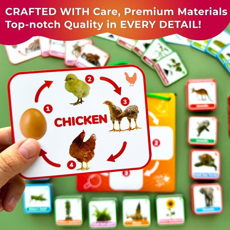 Lifecycle Magnetic Kit - Educational Montessori Toy for Kids