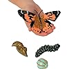 Insect Lore Butterfly Life Cycle Figurines