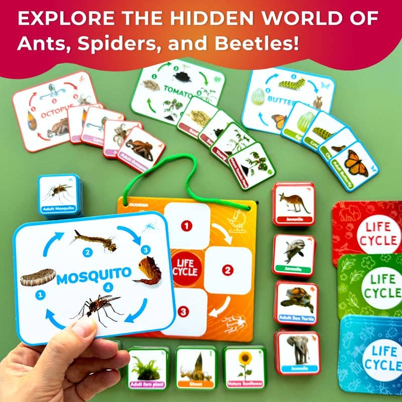 Lifecycle Magnetic Kit - Educational Montessori Toy for Kids