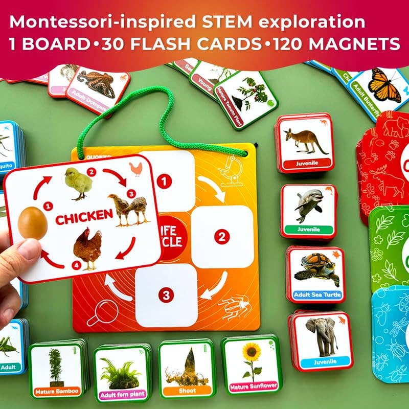 Lifecycle Magnetic Kit - Educational Montessori Toy for Kids