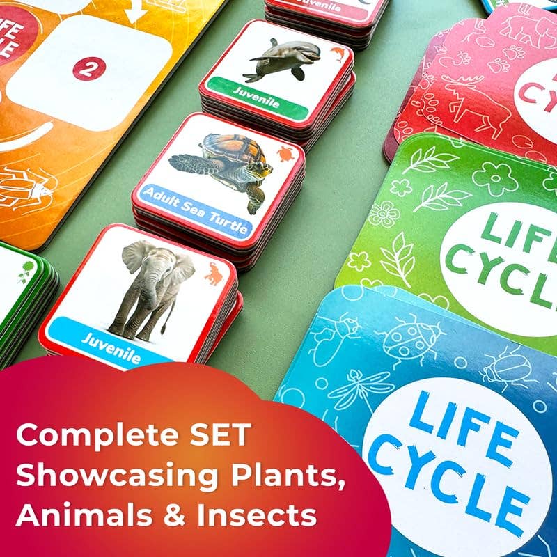 Lifecycle Magnetic Kit - Educational Montessori Toy for Kids