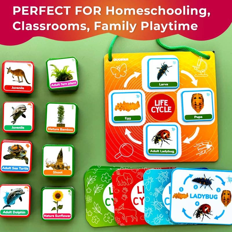 Lifecycle Magnetic Kit - Educational Montessori Toy for Kids