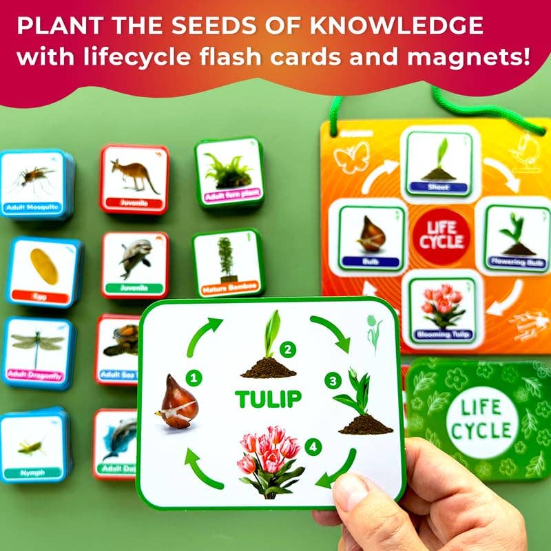 Lifecycle Magnetic Kit - Educational Montessori Toy for Kids